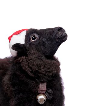 Portrait Of sheep in christmas hat Isolated On White. Simbol 2015