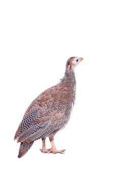 Guinea Fowl, Numida meleagris, isolated on white background.