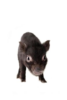 Little black piggy isolated on the white background