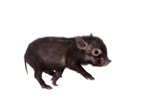 Little black piggy isolated on the white background