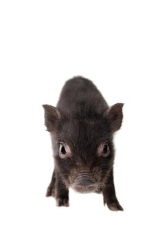 Little black piggy isolated on the white background