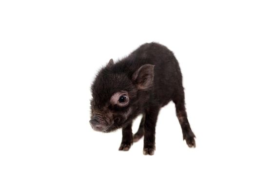 Little black piggy isolated on the white background