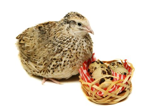 Adult quail with its eggs isolated on white background