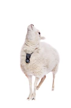 Portrait Of sheep in christmas hat Isolated On White. Simbol 2015