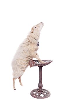 Portrait Of sheep in christmas hat Isolated On White. Simbol 2015