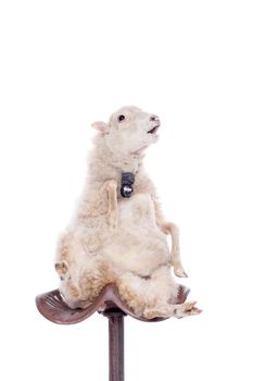 Portrait Of sheep in christmas hat Isolated On White. Simbol 2015