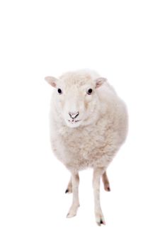 Portrait Of sheep in christmas hat Isolated On White. Simbol 2015