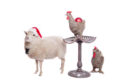 Portrait Of sheep in christmas hat Isolated On White. Simbol 2015