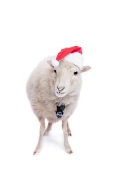 Portrait Of sheep in christmas hat Isolated On White. Simbol 2015