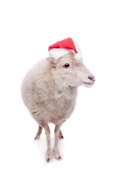 Portrait Of sheep in christmas hat Isolated On White. Simbol 2015