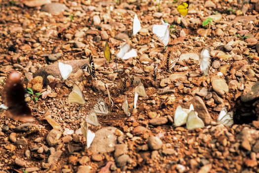 Butterflies insect flying around the salt in nature environment forest. Animal wildlife nature background.