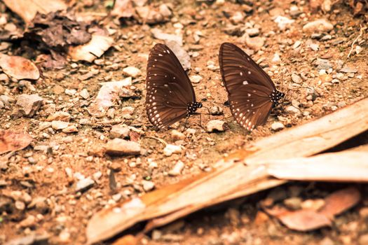 Butterflies insect flying around the salt in nature environment forest. Animal wildlife nature background.