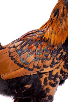 Beauty red Pavlovian breed Rooster isolated on white background