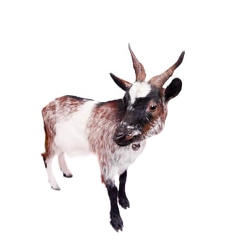 Dwarf goat isolated on the white background