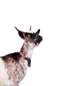 Dwarf goat isolated on the white background