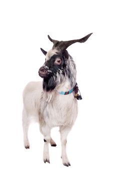 Funny gray goat isolated on white background