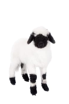 Funny Valais lamb Isolated On White background