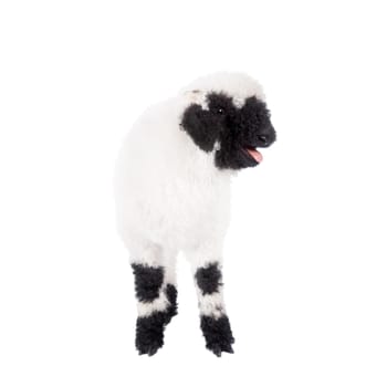 Funny Valais lamb Isolated On White background