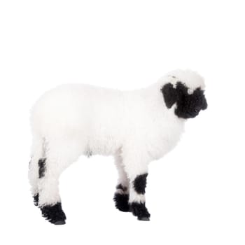 Funny Valais lamb Isolated On White background