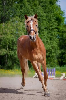 Red horse running to the green, sunny, summer meadow