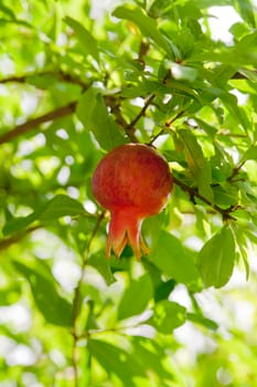 A Branch ripe with freshness red pomegranate