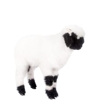 Funny Valais lamb Isolated On White background