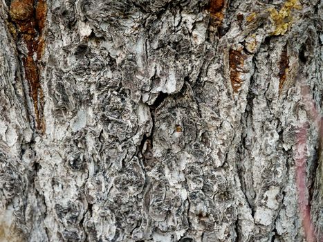 Ideal wooden gray background. Wooden texture. White sea