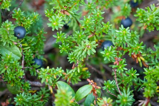 Black crowberry, Empetrum nigrum, on White sea bay, Russia