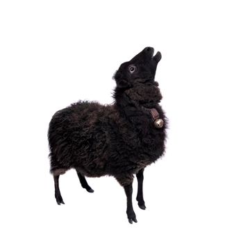 Funny sheep isolated on the white background