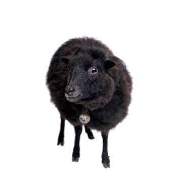 Funny sheep isolated on the white background