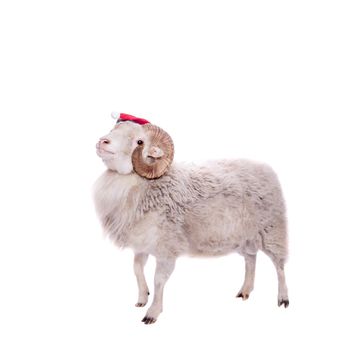 Portrait Of sheep in christmas hat Isolated On White. Simbol 2015