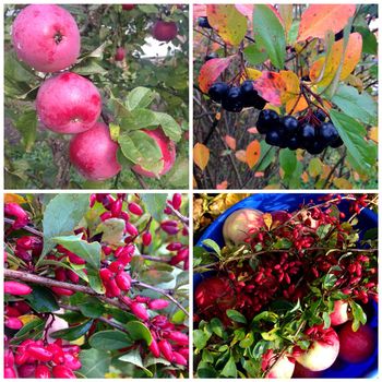 Collage of autumn plants, harvest of barberry, apples,
