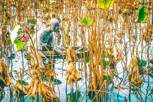 Withered Lotus On The West Lake Hangzhou nature plant in pond landscape.