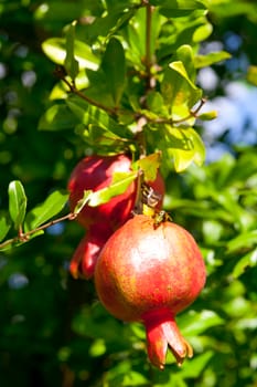 A Branch ripe with freshness red pomegranate