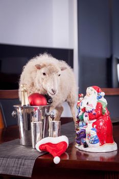 Portrait Of sheep in christmas hat Isolated On White. Simbol 2015