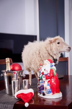 Portrait Of sheep in christmas hat Isolated On White. Simbol 2015