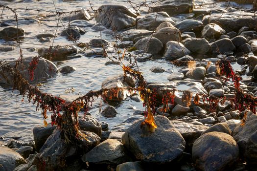 Summer landscape. Brown laminaria on White sea bay, Russia