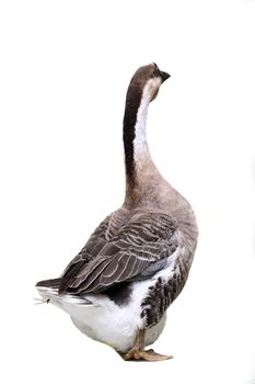 Brown domestic goose isolated on a white background