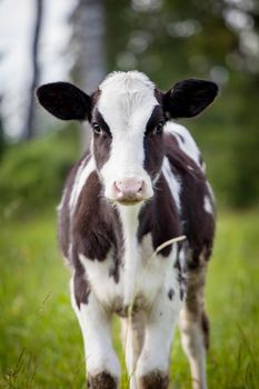 Beauty small Newborn calf on green grass