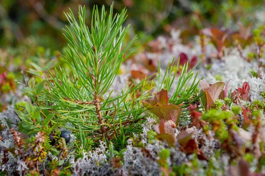 Forest white moss or reindeer moss on rocks on White sea