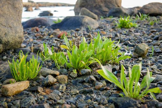 Summer landscape. Brown laminaria on White sea bay, Russia