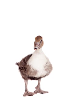 Cute domestic duckling isolated on white background