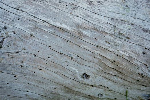 Ideal wooden gray background. Wooden texture. White sea