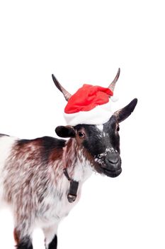 Portrait Of Goat in christmas hat Isolated On White. Simbol 2015