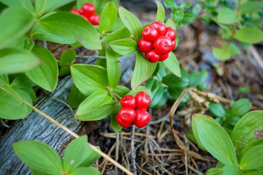 Red forest berries in the tundra on the moss background. White sea, Russia