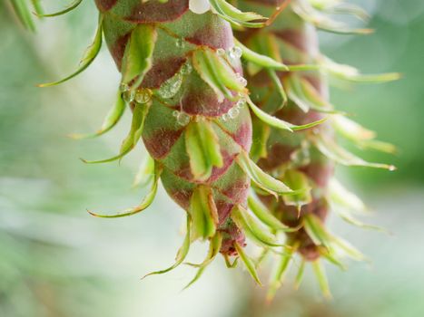 Two fresh healthy green pine tree cone, view from below