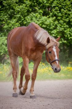 Red horse running to the green, sunny, summer meadow