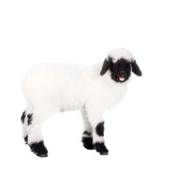 Funny Valais lamb Isolated On White background