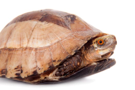 The Indochinese box turtle, Cuora galbinifrons, isolated on white background