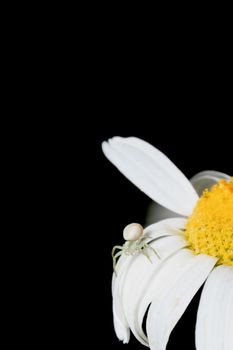 The european garden spider, araneus diadematus, female, on chamomile